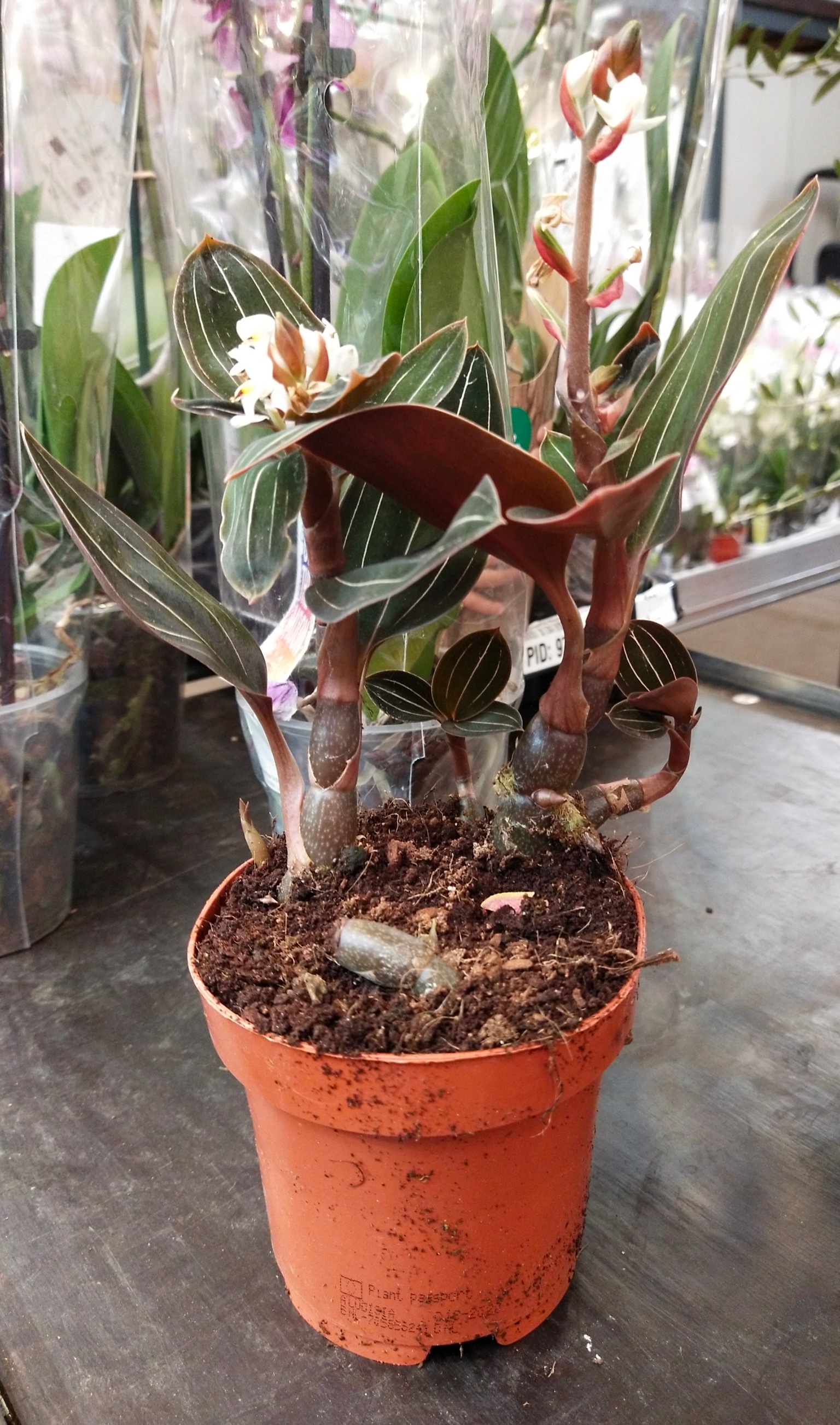 Уход за орхидеей Лудизией в домашних условиях